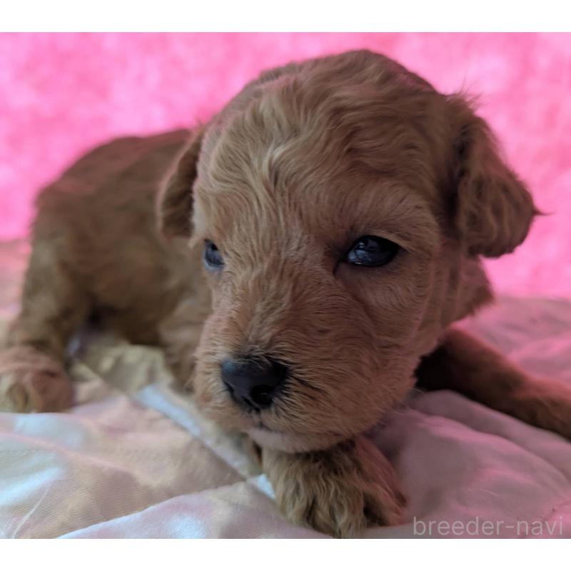 販売中の埼玉県のマルプー:マルチーズ×トイプードル-437690の8枚目