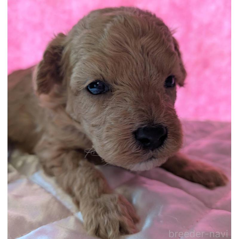 販売中の埼玉県のマルプー:マルチーズ×トイプードル-437690の7枚目