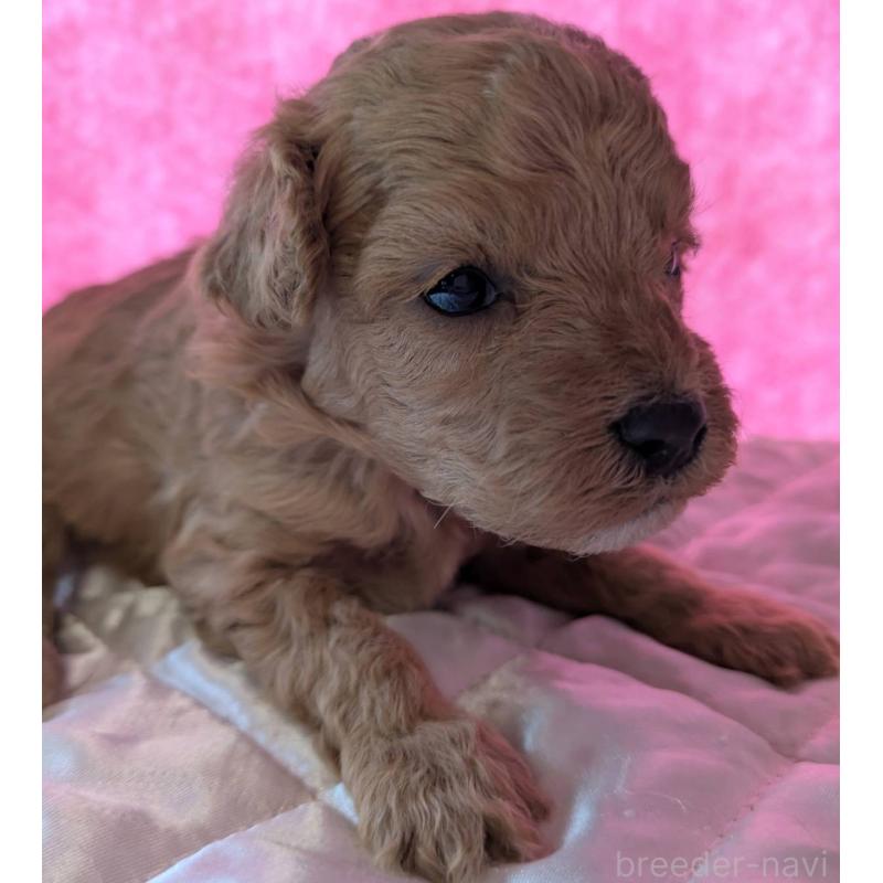 販売中の埼玉県のマルプー:マルチーズ×トイプードル-437690の6枚目