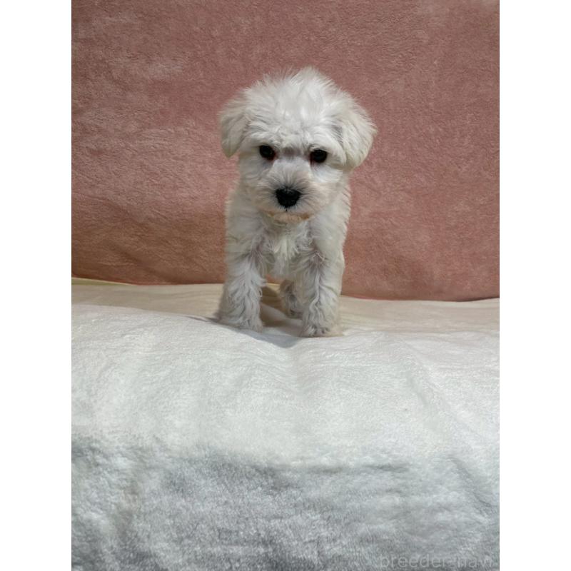 販売中の大阪府のミニチュアシュナウザー-437685の4枚目