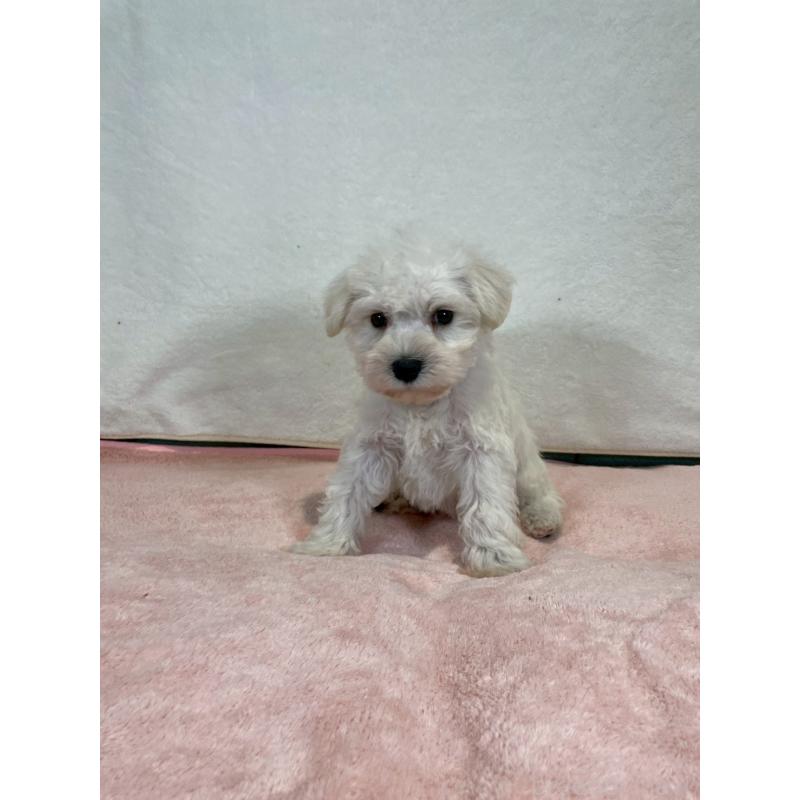 販売中の大阪府のミニチュアシュナウザー-437685の2枚目