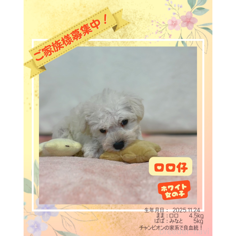 販売中の大阪府のミニチュアシュナウザー-437685