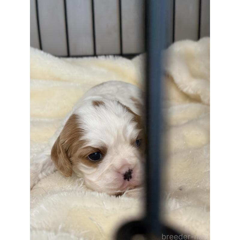 販売中の岡山県のキャバリアキングチャールズスパニエル-437686の6枚目