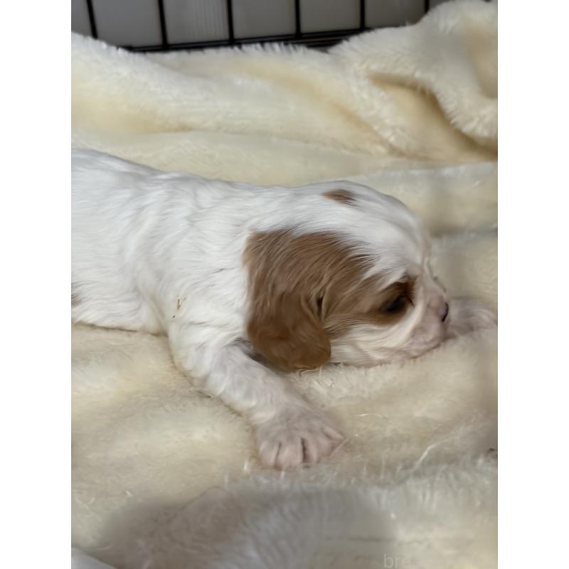 販売中の岡山県のキャバリアキングチャールズスパニエル-437686の5枚目