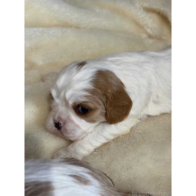 販売中の岡山県のキャバリアキングチャールズスパニエル-437686の4枚目