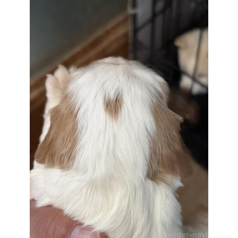 販売中の岡山県のキャバリアキングチャールズスパニエル-437686の2枚目