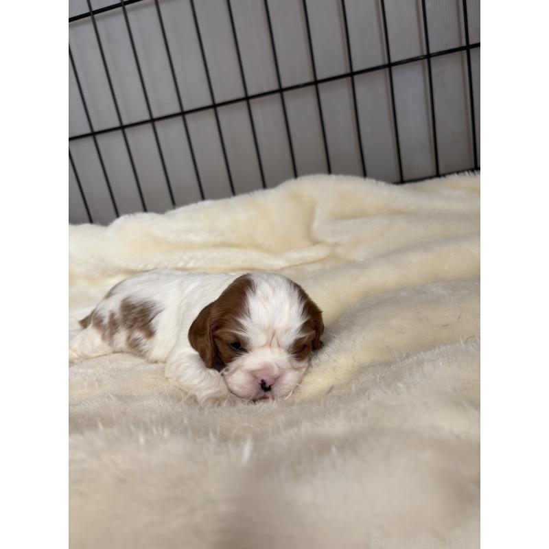 販売中の岡山県のキャバリアキングチャールズスパニエル-437687の3枚目