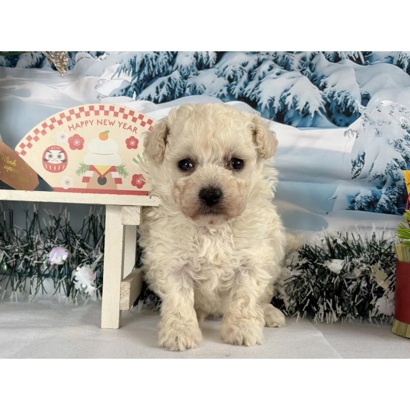 販売中の秋田県のタイニープードル-437689