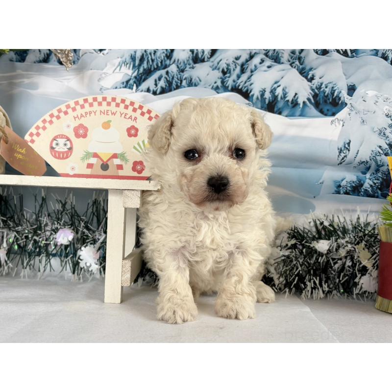 販売中の秋田県のタイニープードル-437689の5枚目