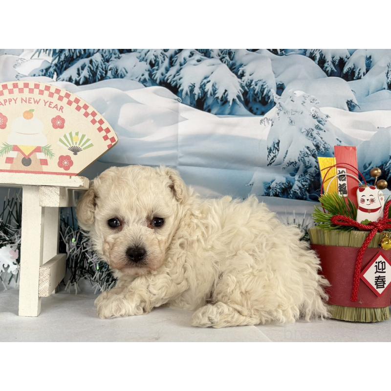 販売中の秋田県のタイニープードル-437689の4枚目