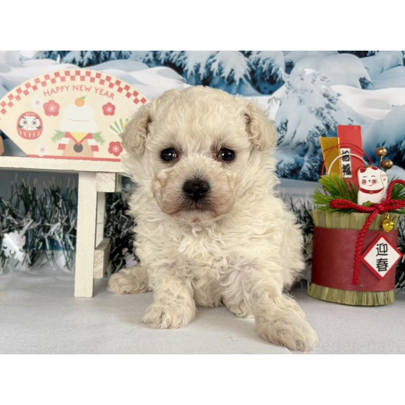 販売中の秋田県のタイニープードル-437689の3枚目