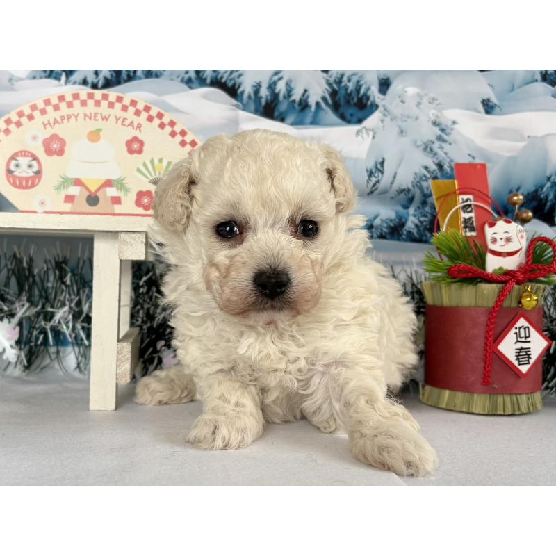 販売中の秋田県のタイニープードル-437689の2枚目