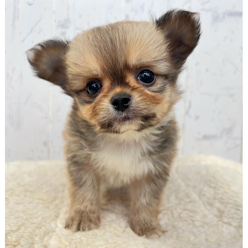 販売中の千葉県のミックス犬-437691の1枚目