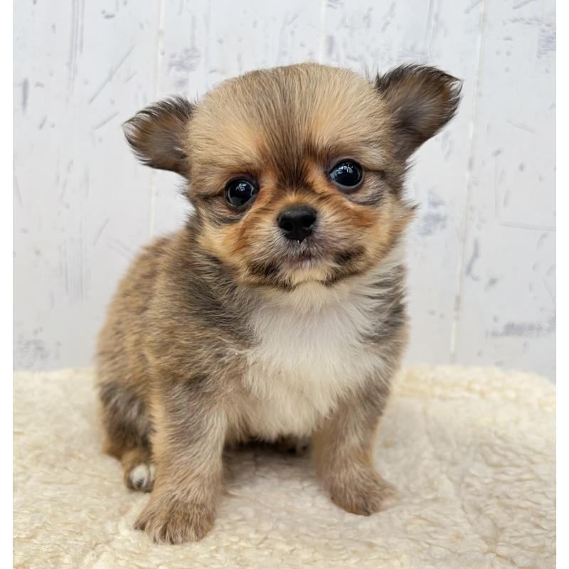 販売中の千葉県のミックス犬-437691の5枚目