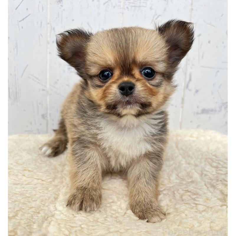 販売中の千葉県のミックス犬-437691の4枚目