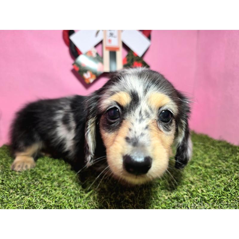 成約済の静岡県のミニチュアダックスフンド(ロングヘアード)-433087の11枚目