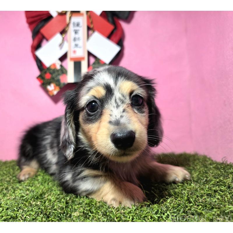 成約済の静岡県のミニチュアダックスフンド(ロングヘアード)-433087の9枚目