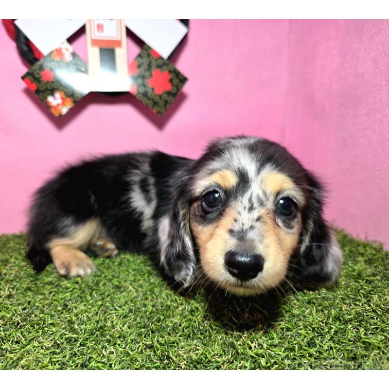 成約済の静岡県のミニチュアダックスフンド(ロングヘアード)-433087の8枚目