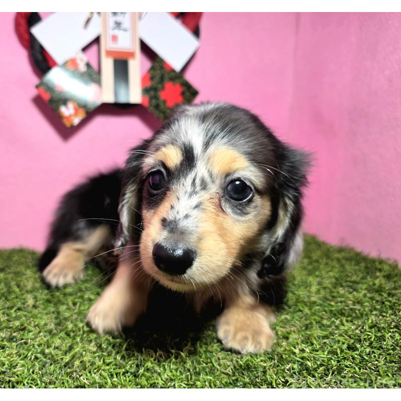 成約済の静岡県のミニチュアダックスフンド(ロングヘアード)-433087の7枚目