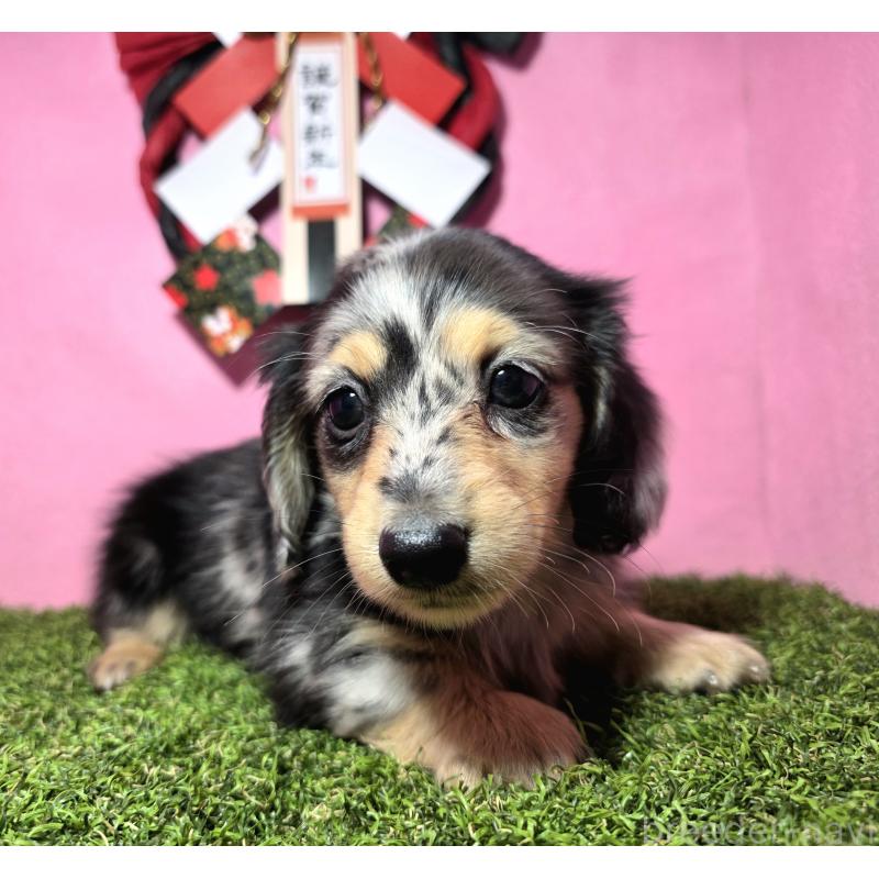 成約済の静岡県のミニチュアダックスフンド(ロングヘアード)-433087の6枚目