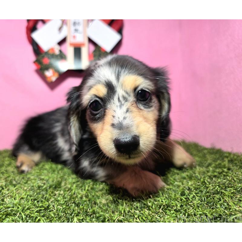 成約済の静岡県のミニチュアダックスフンド(ロングヘアード)-433087の5枚目