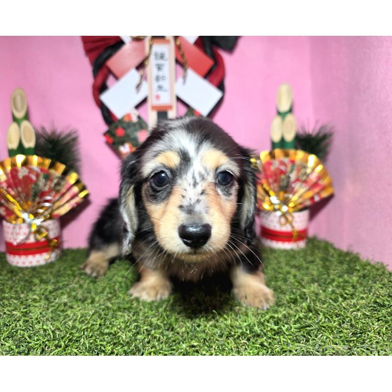 成約済の静岡県のミニチュアダックスフンド(ロングヘアード)-433087の3枚目