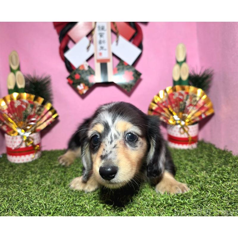 成約済の静岡県のミニチュアダックスフンド(ロングヘアード)-433087の2枚目