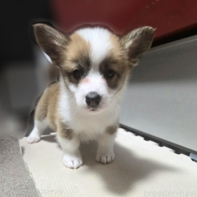 成約済の静岡県のウェルシュコーギーペンブローク-433082の1枚目