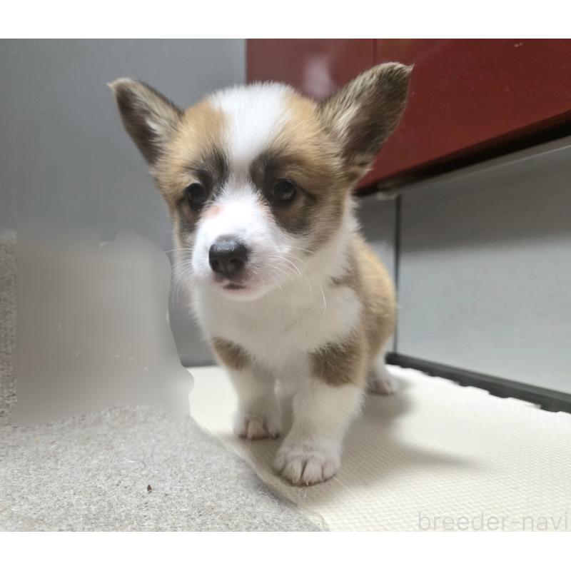 成約済の静岡県のウェルシュコーギーペンブローク-433082の12枚目