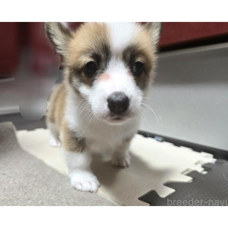 成約済の静岡県のウェルシュコーギーペンブローク-433082の11枚目