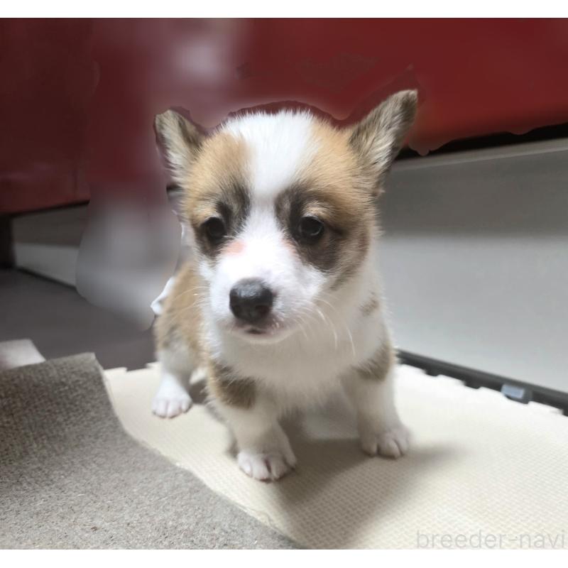 成約済の静岡県のウェルシュコーギーペンブローク-433082の8枚目