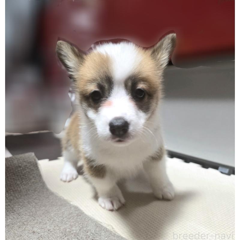 成約済の静岡県のウェルシュコーギーペンブローク-433082の7枚目