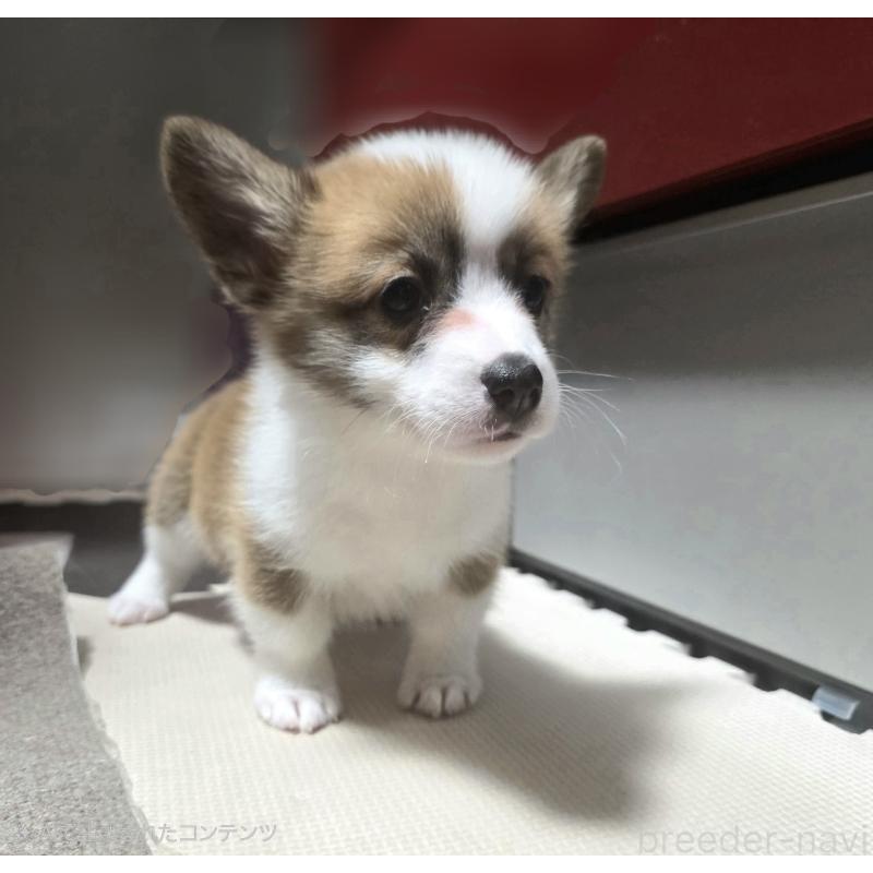 成約済の静岡県のウェルシュコーギーペンブローク-433082の6枚目