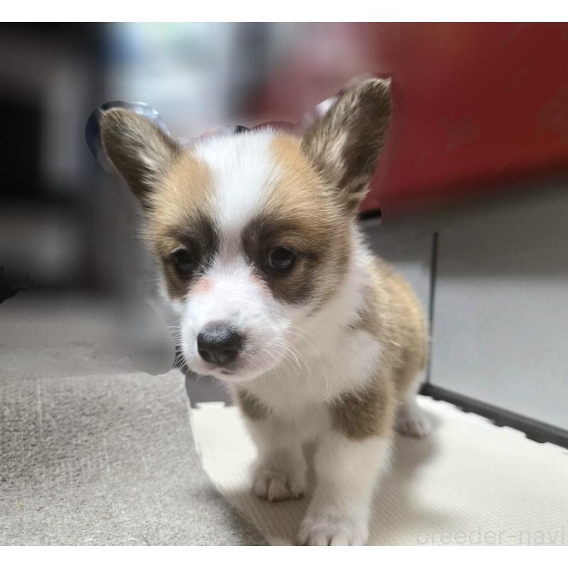 成約済の静岡県のウェルシュコーギーペンブローク-433082の5枚目