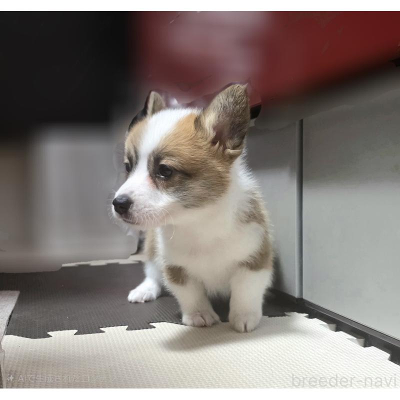 成約済の静岡県のウェルシュコーギーペンブローク-433082の4枚目