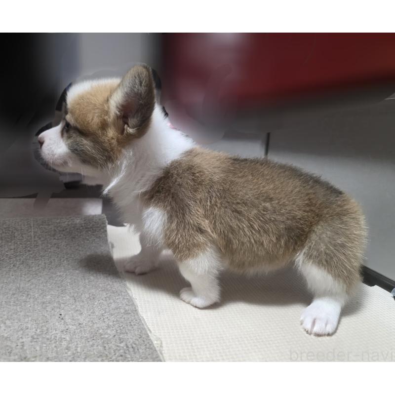 成約済の静岡県のウェルシュコーギーペンブローク-433082の2枚目