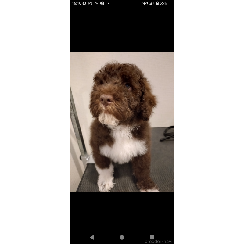 成約済の東京都のポーチュギーズウォータードッグ-429097の2枚目