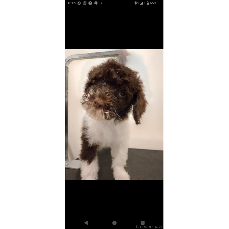 販売中の東京都のポーチュギーズウォータードッグ-429088の2枚目