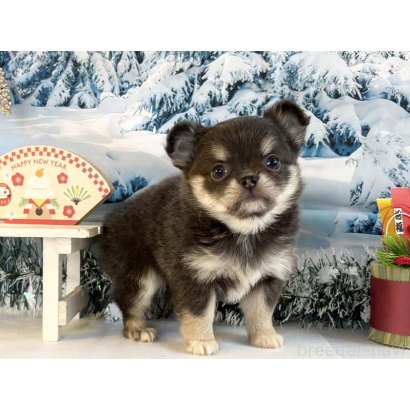 販売中の秋田県のチワワ(ロングコート)-437695の5枚目