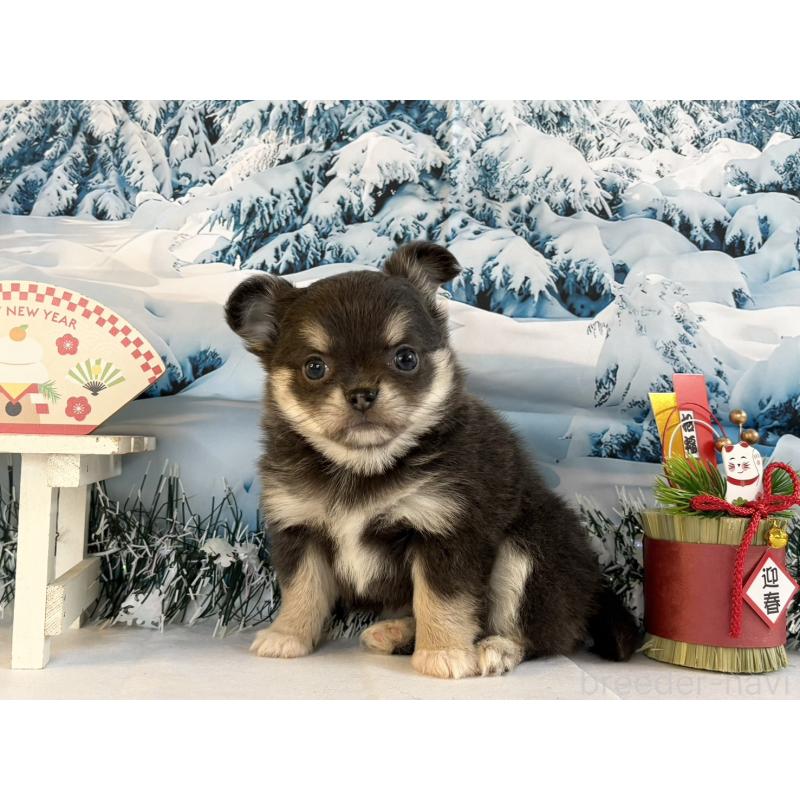 販売中の秋田県のチワワ(ロングコート)-437695の4枚目