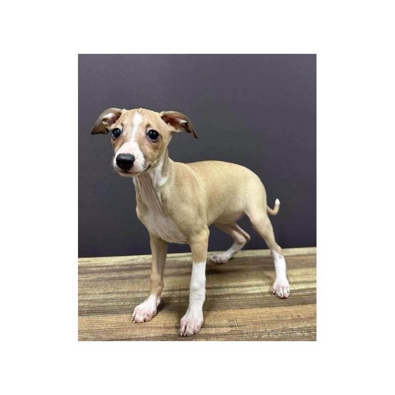 販売中の埼玉県のイタリアングレーハウンド(イタグレ)-437693の2枚目