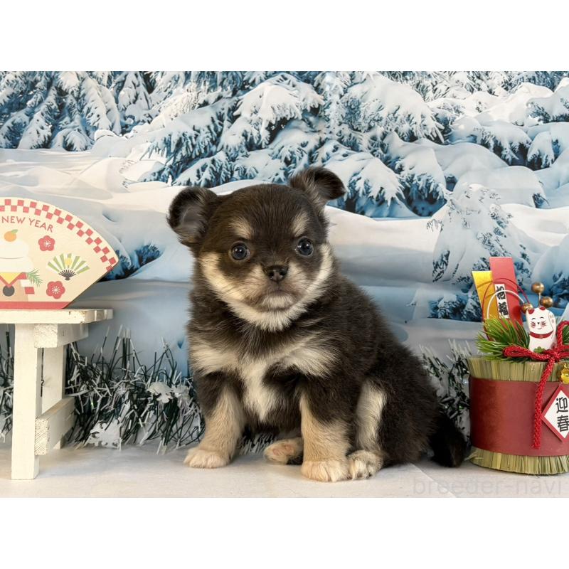 販売中の秋田県のチワワ(ロングコート)-437695の3枚目