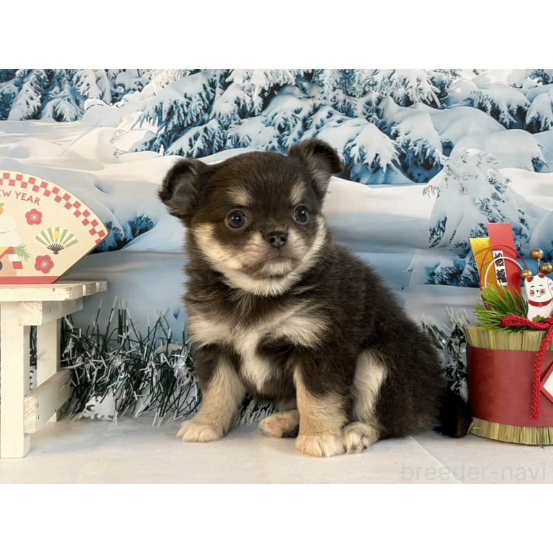 販売中の秋田県のチワワ(ロングコート)-437695の2枚目