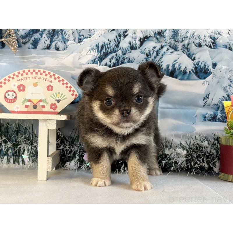 販売中の秋田県のチワワ(ロングコート)-437695の1枚目