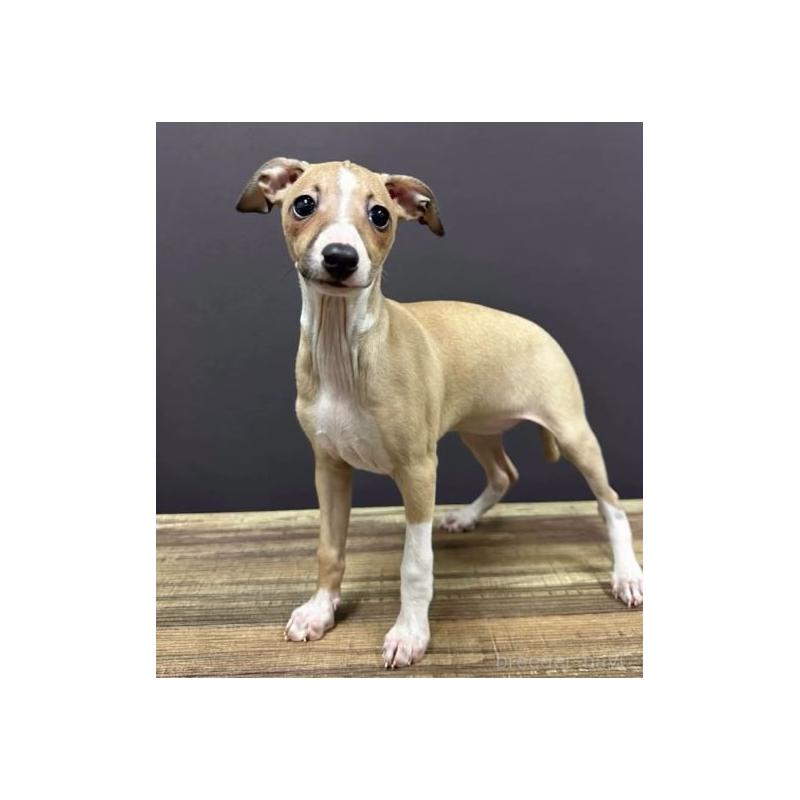 販売中の埼玉県のイタリアングレーハウンド(イタグレ)-437693