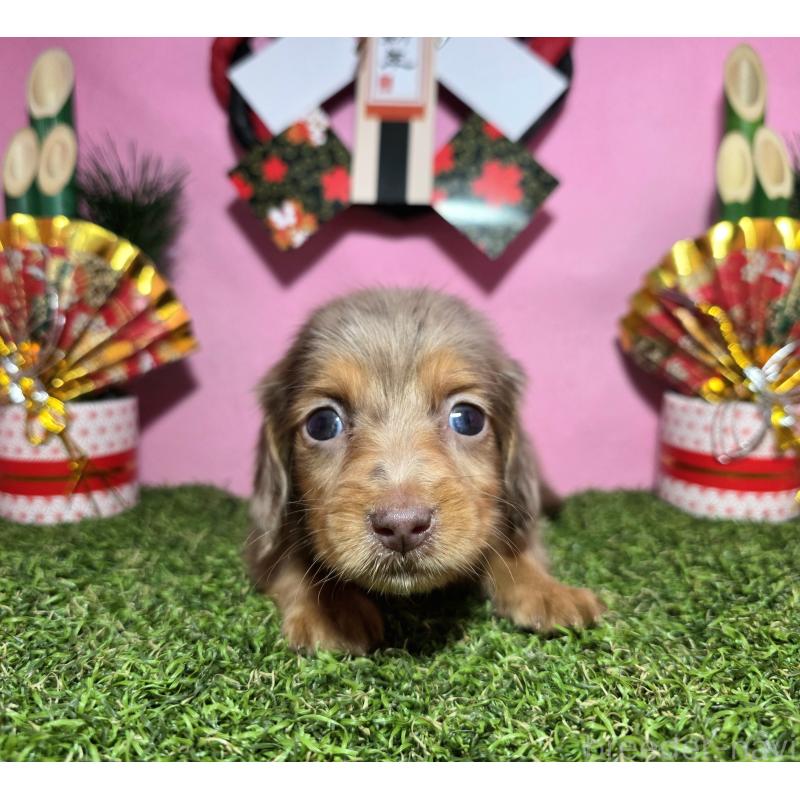 成約済の静岡県のミニチュアダックスフンド(ロングヘアード)-434085の12枚目