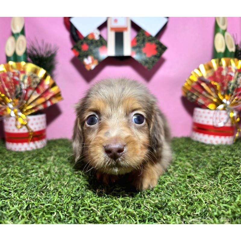 成約済の静岡県のミニチュアダックスフンド(ロングヘアード)-434085の10枚目