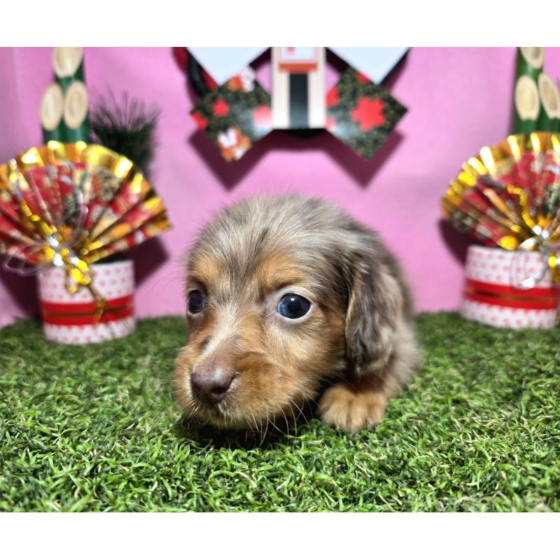 成約済の静岡県のミニチュアダックスフンド(ロングヘアード)-434085の9枚目