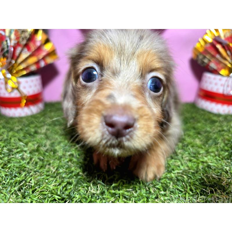 成約済の静岡県のミニチュアダックスフンド(ロングヘアード)-434085の7枚目