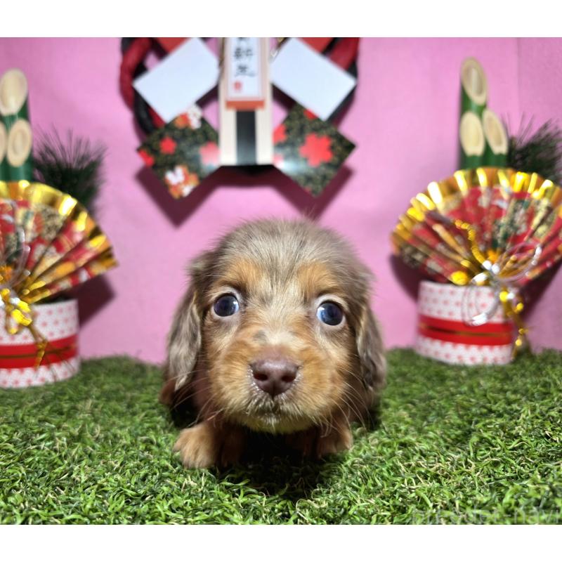 成約済の静岡県のミニチュアダックスフンド(ロングヘアード)-434085の6枚目